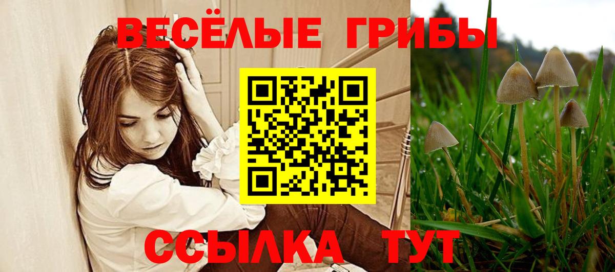 Галлюциногенные грибы Psilocybine cubensis Тамбов